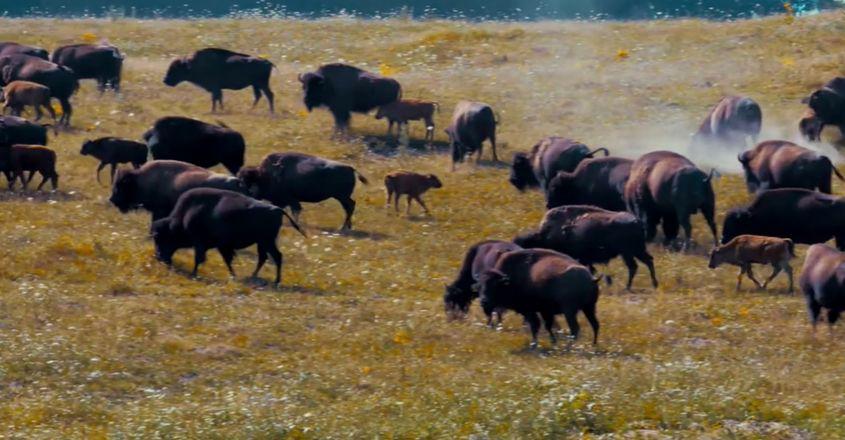 O parte din bizonii din Recea Cristur, în imaginile de prezentare.
