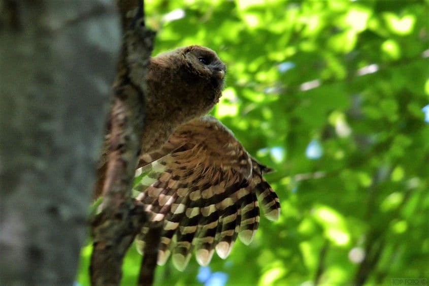 Foto: Teodor Octavian Păunescu