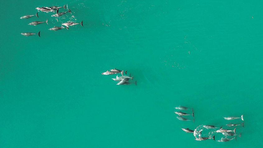 „Coalițiile sunt esențiale pentru structurile de putere la masculii de delfini din Shark Bay, Australia. Imagine: Simon Allen.”