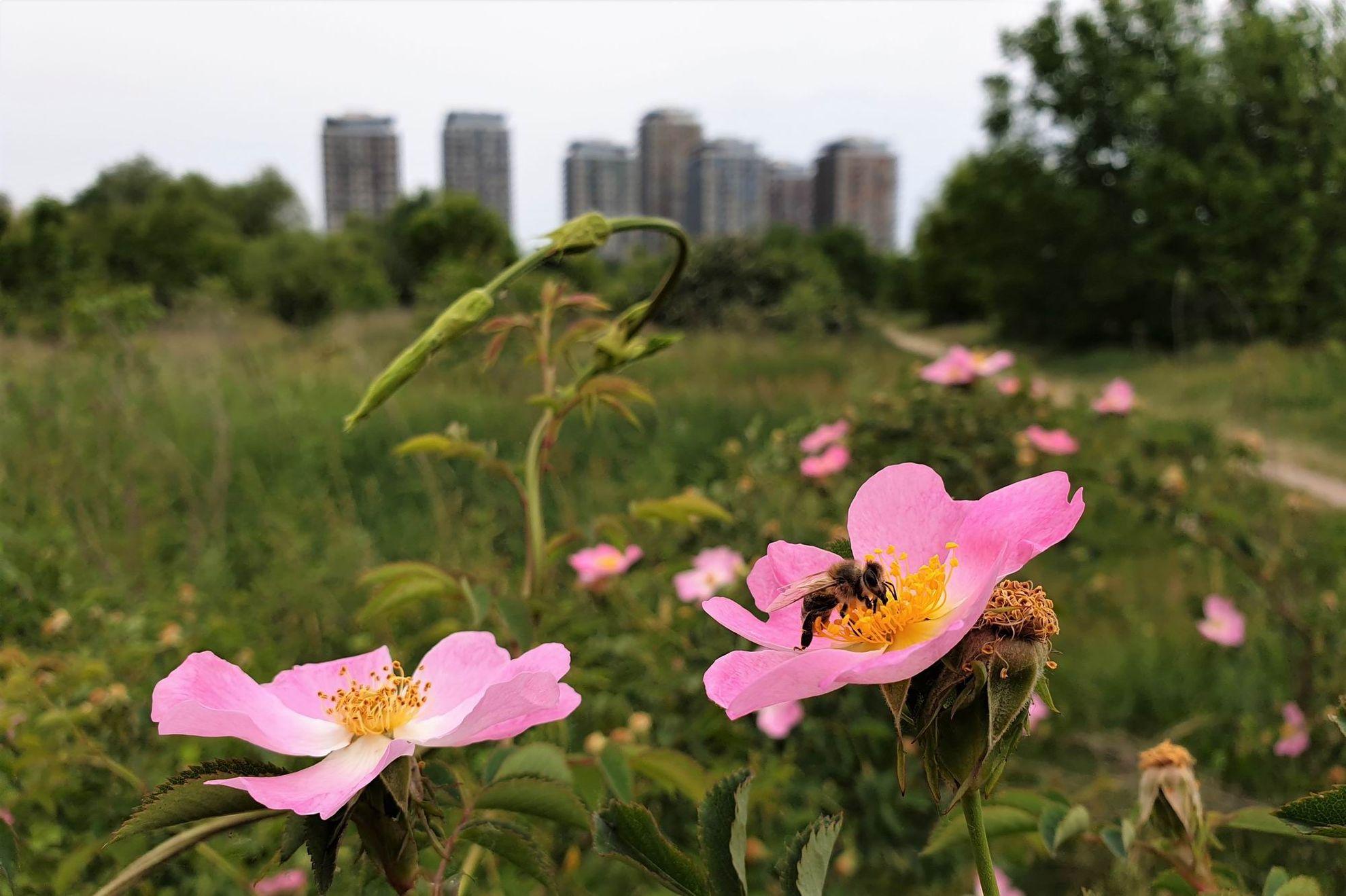 Parcul Natural Văcărești poate fi o destinație pentru o drumeție urbană, plimbări cu bicicleta sau cu animale de companie, cu respectarea naturii. Foto: Lucian Muntean