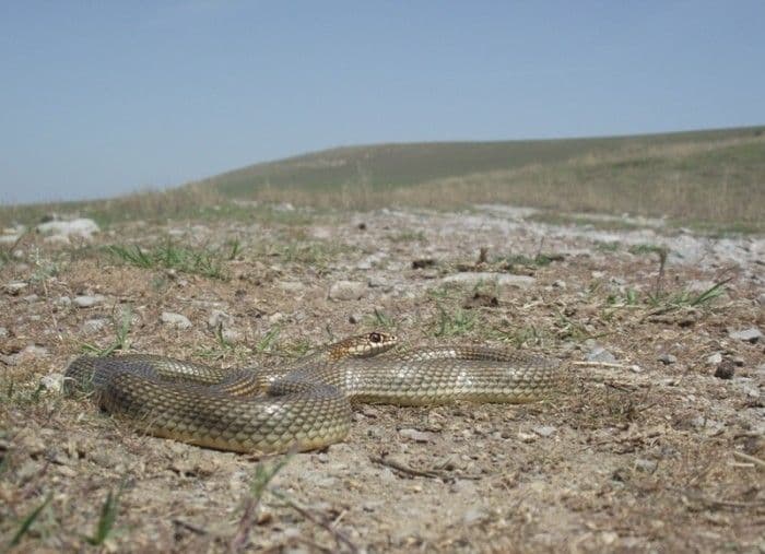 Individul care l-a mușcat de triceps pe Vlad Cioflec în aprilie 2013 stă camuflat în peisajul de stepă din Dobrogea. Foto: Vlad Cioflec