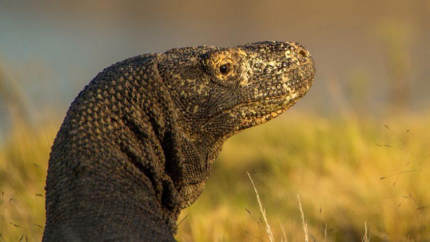 Dragonul din Komodo, eventuală poză de profil de Facebook. Foto: Adrian Crapciu