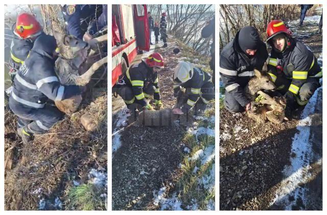 foto: monitorulsv.ro