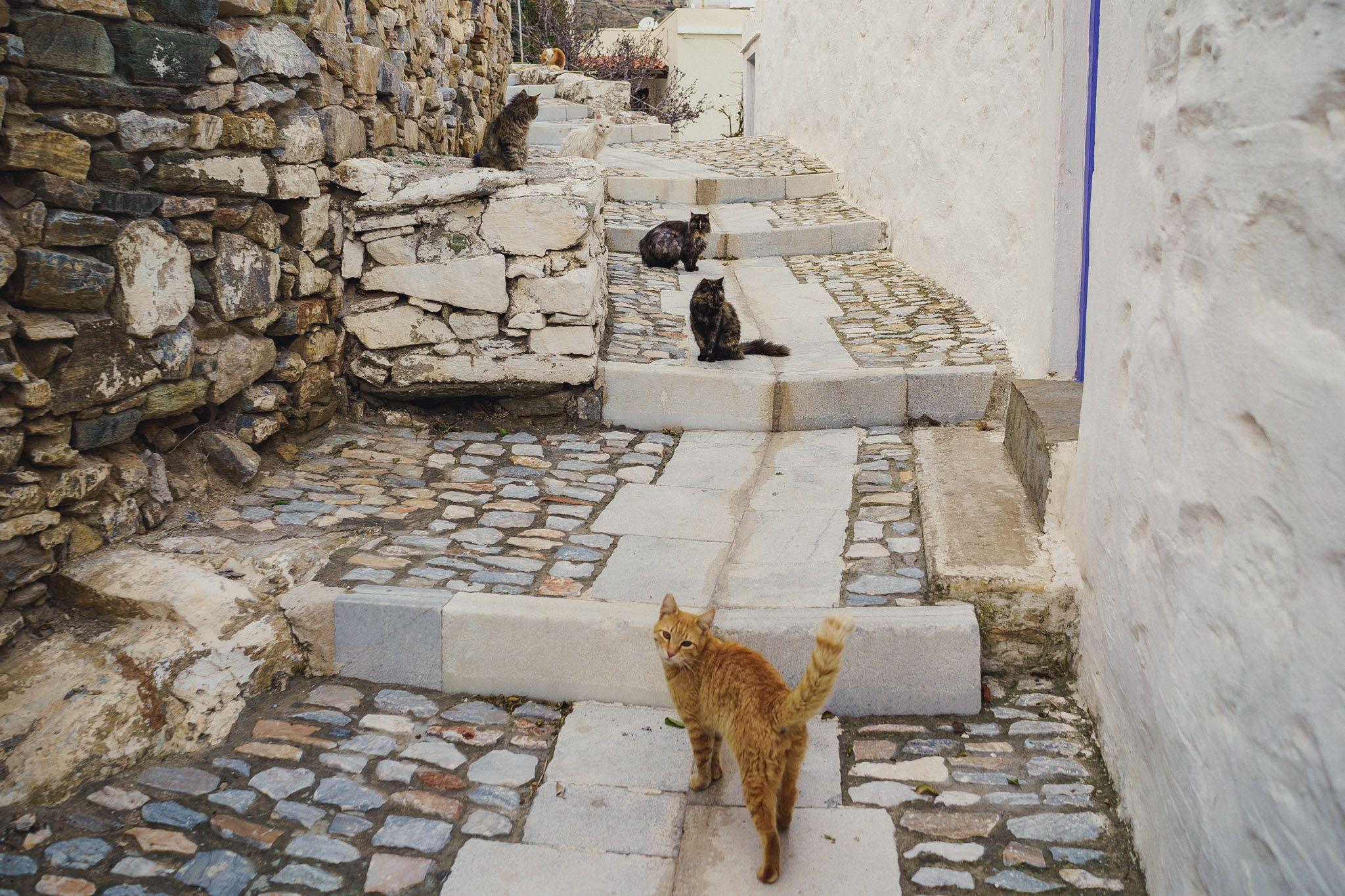 Pisicile sunt adevăratele stăpâne ale insulei Syros