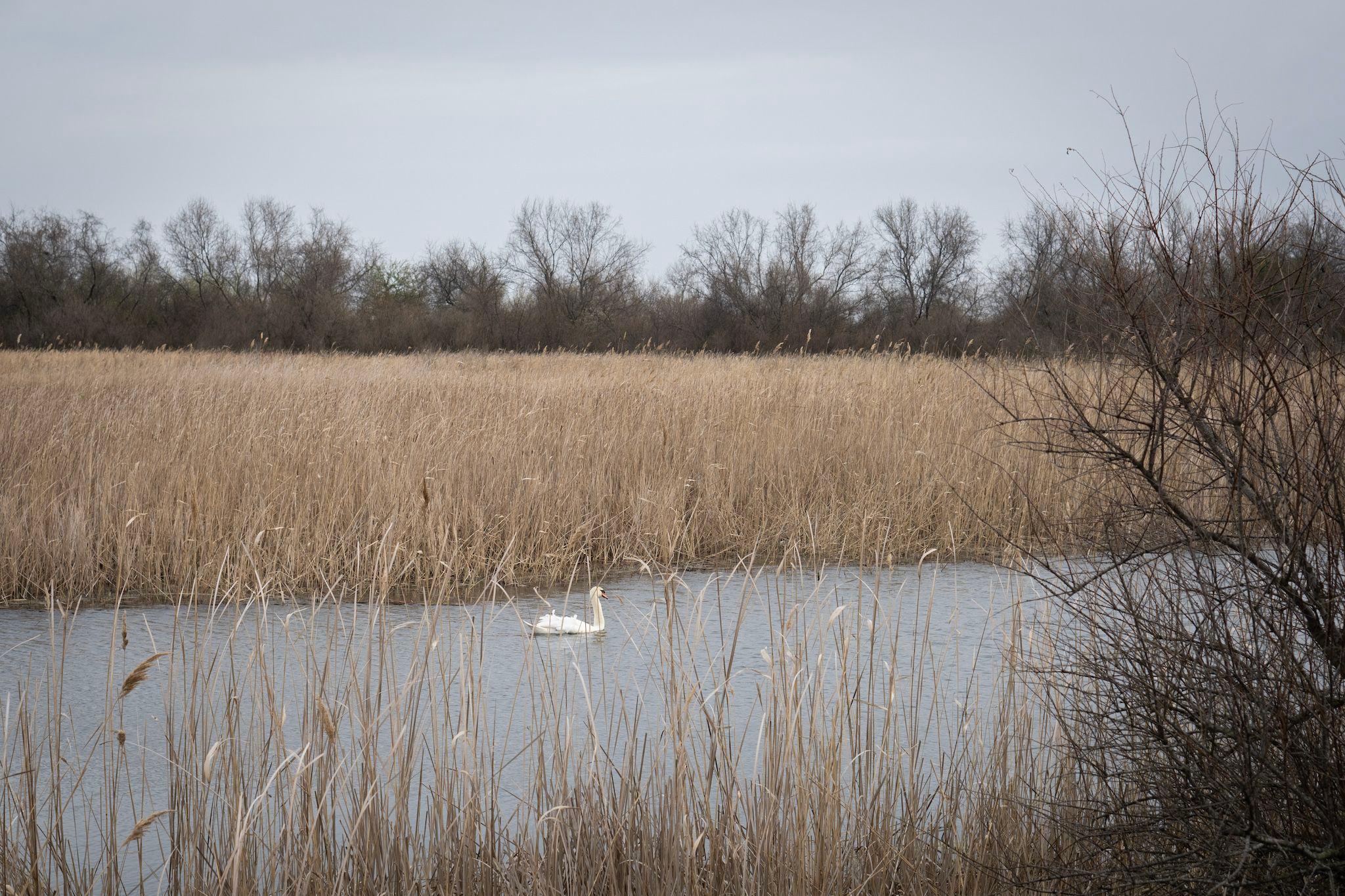 Dry reed in Sfântu Gheorghe. Photo: Andreea Câmpeanu