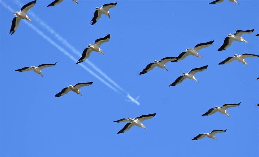 Pelicani comuni, în aceeași direcție cu un avion comercial, dar cu multe etaje mai jos. Foto: Mihai Baciu
