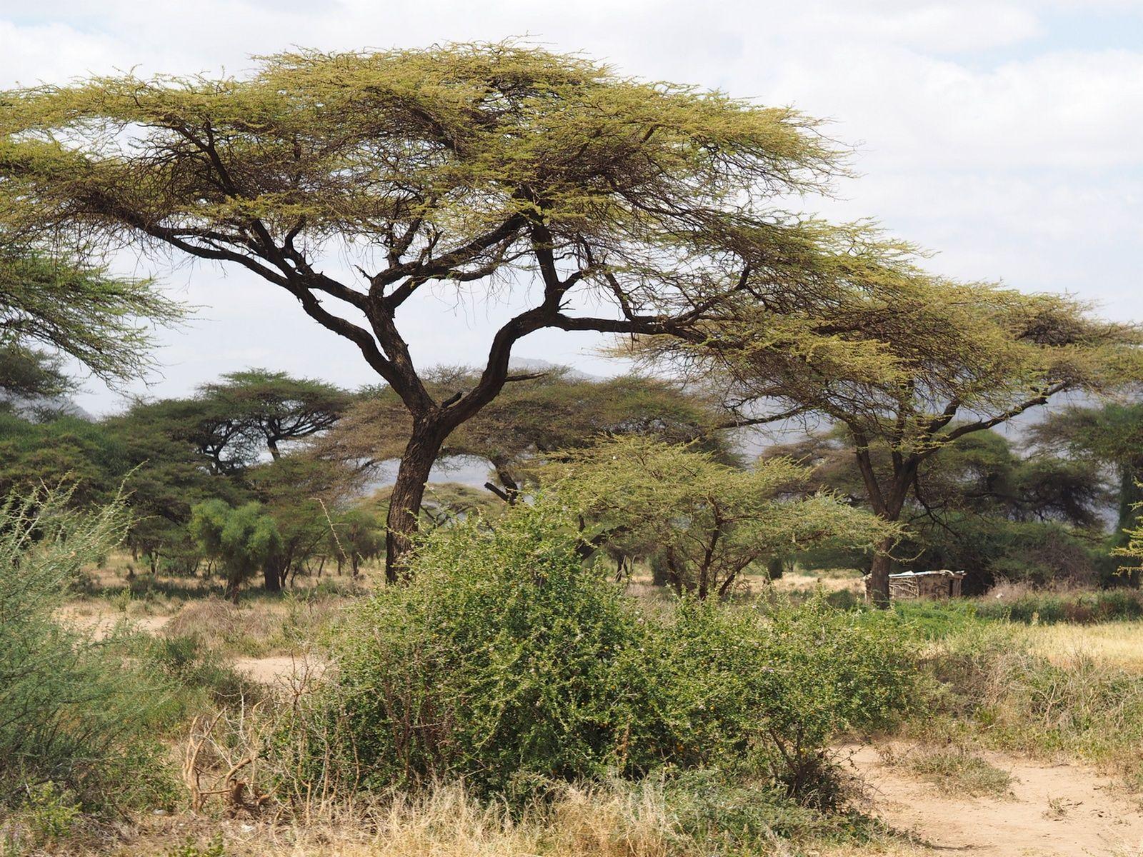 Peisaj tipic ecuatorial văzut din mersul mașinii