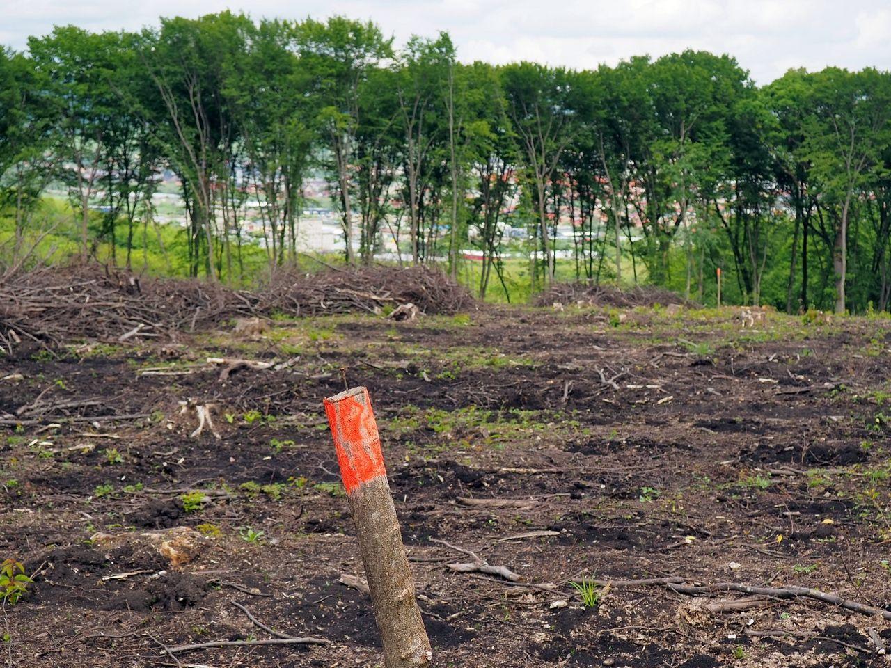 În februarie 2026, chiar Romsilva a ras 2 hectare folosind niște avize incomplete. Foto: Voicu Bojan (c)