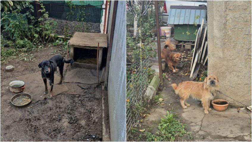 Câini cu stăpân din județul Ilfov ținuți în lanț în timpul caniculei. Foto: Tudora Hilde