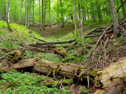 Pădurea virgină de la Strâmbu Băiuț, Maramureș