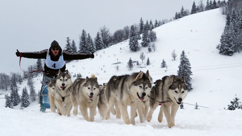Fotografii: Voicu Bojan