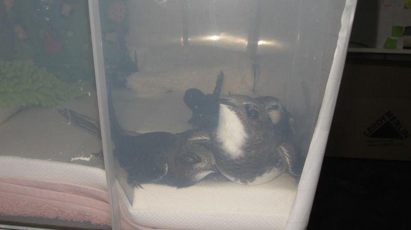 În jurul lui Bebe Alpi (în dreapta) s-au înghesuit vecinele drepnele negre. Foto: Mihaela Stahl