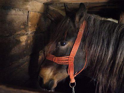 O zi din viața Calului Voicu