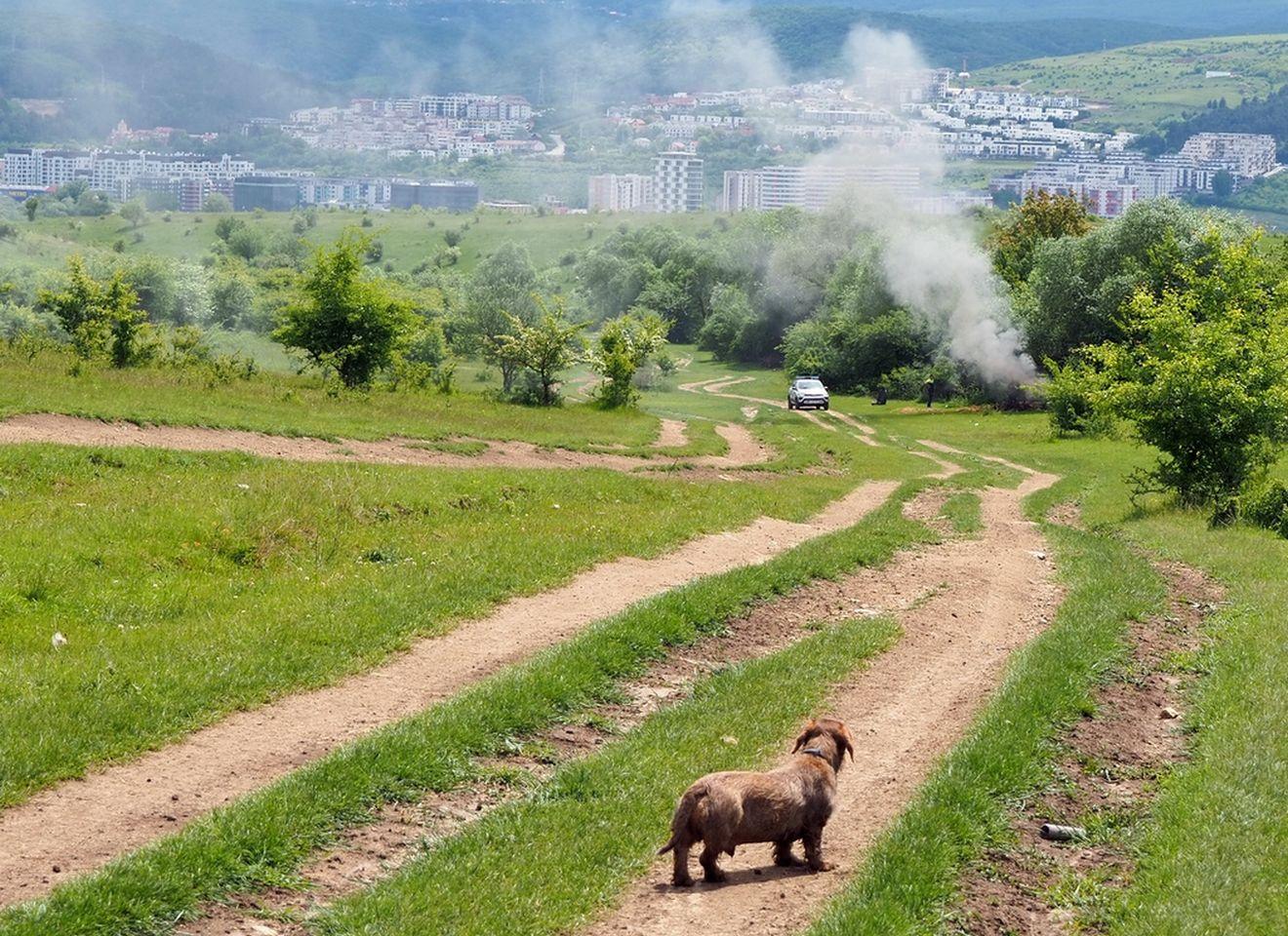 Panoramă înspre pădurea Hoia, teoretic protejată. De fapt, sub asaltul construirilor ilegale. Foto: Voicu Bojan (c)