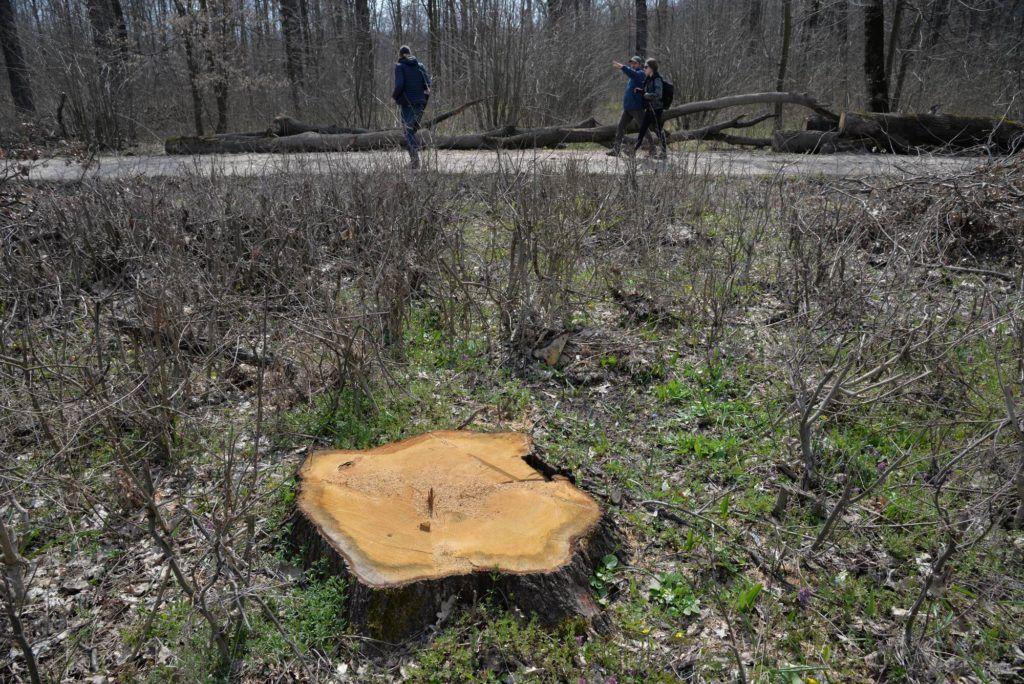 Cioatele stejarilor în zona de exploatare
