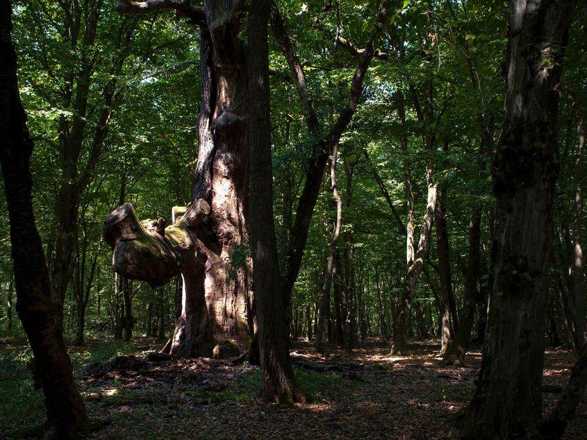 Pădurile de stejar s-ar putea extinde în Carpaţi dacă temperatura globală va continua să crească. Foto: Raul Ştef