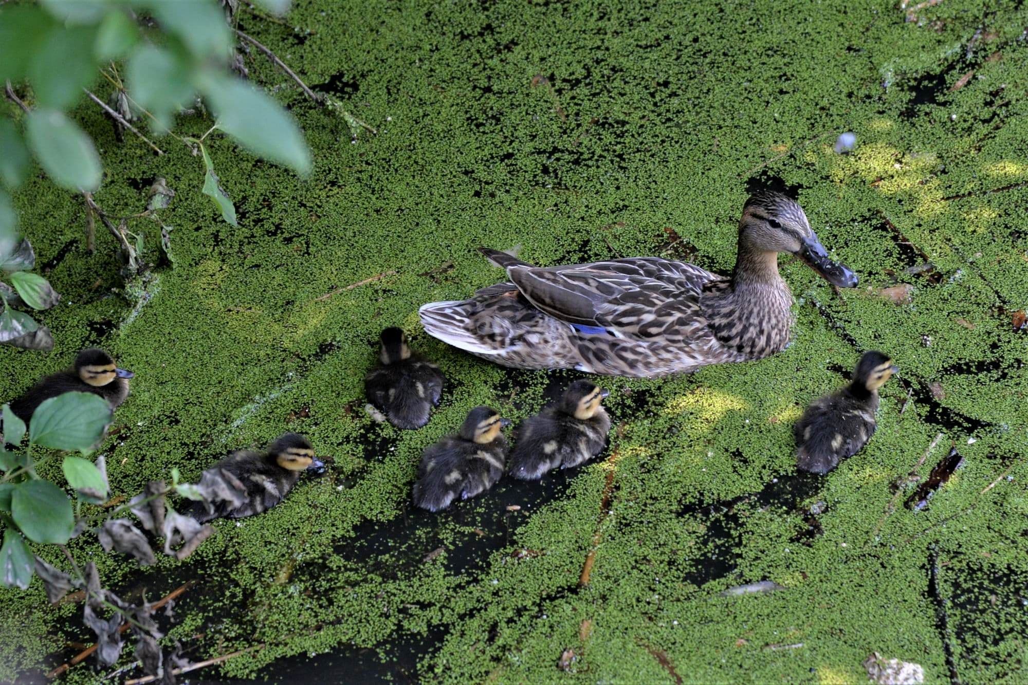 Parcul Sticlăriei din Sector 2, București. Foto Lucian Muntean