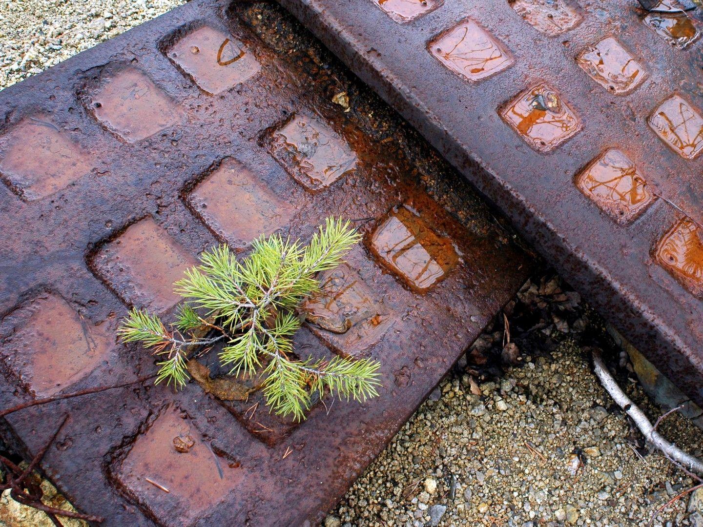 Natura își face treaba chiar și în cele mai neașteptate locuri