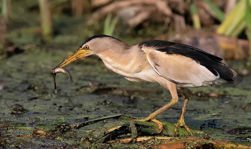 Stârc pitic adult, pe 29 iunie 2015, unul din numeroasele animale sălbatice fotografiate de Cristian Mihai.