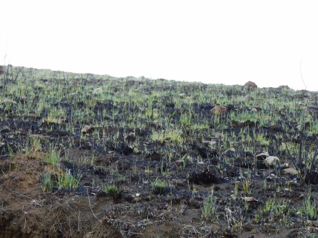Aprilie 2022. Pășune incendiată, după cum spun localnicii, pentru a fi curățată