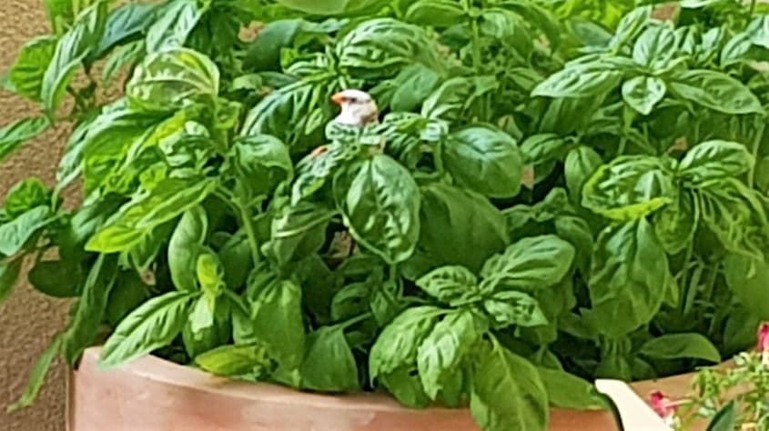 Un cap alb răsare din verdeață. Foto: Theodor Manolache