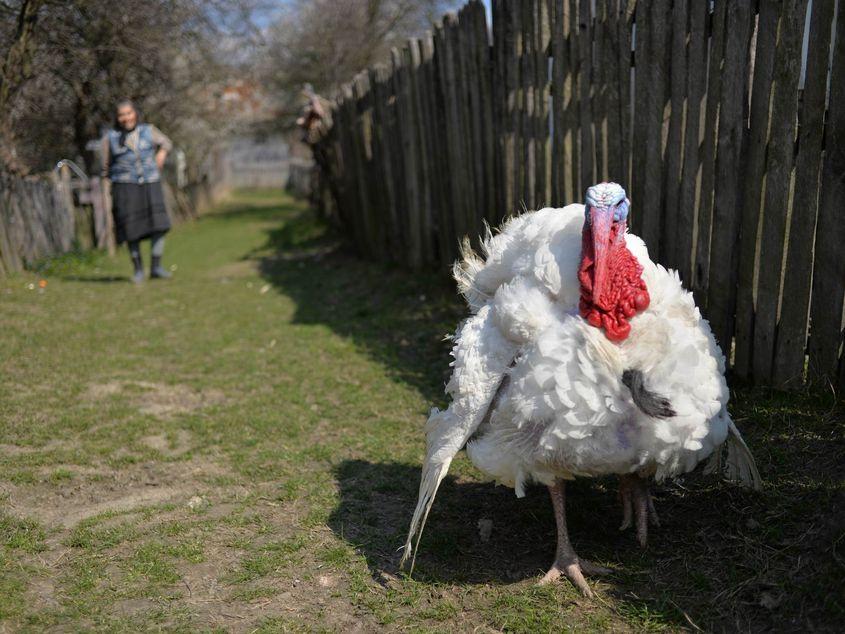 Firijba, satul cu unul dintre cei mai "creativi" primari din țară. Fotografii: Lucian Muntean