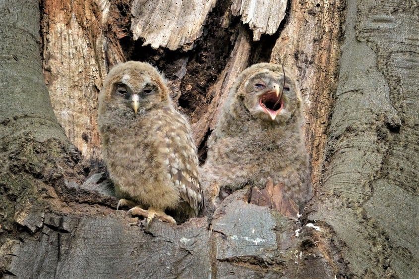 Puiul din dreapta aproape că a înghițit un șoricel. Mai are coada. Foto: Teodor Octavian Păunescu