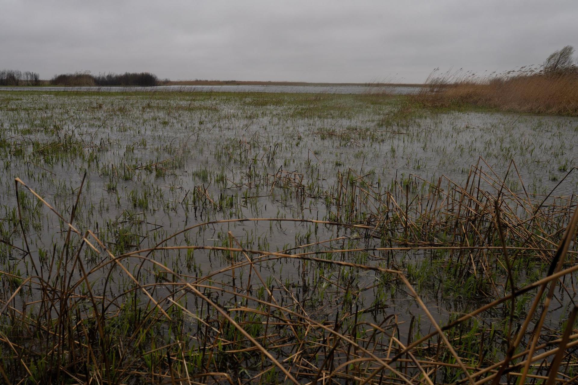 Fresh reed grows in place of burnt reeds near Sfântu Gheorghe. This was a site of bushfires in December 2022. Local residents say that in spring this area will be full of fresh green reeds. Photo: Andreea Câmpeanu