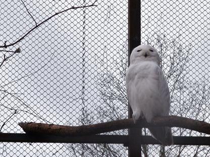 O poveste cu bufnițe albe ca zăpada