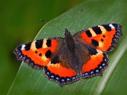 Fluturii sunt liberi și la festivalurile de film