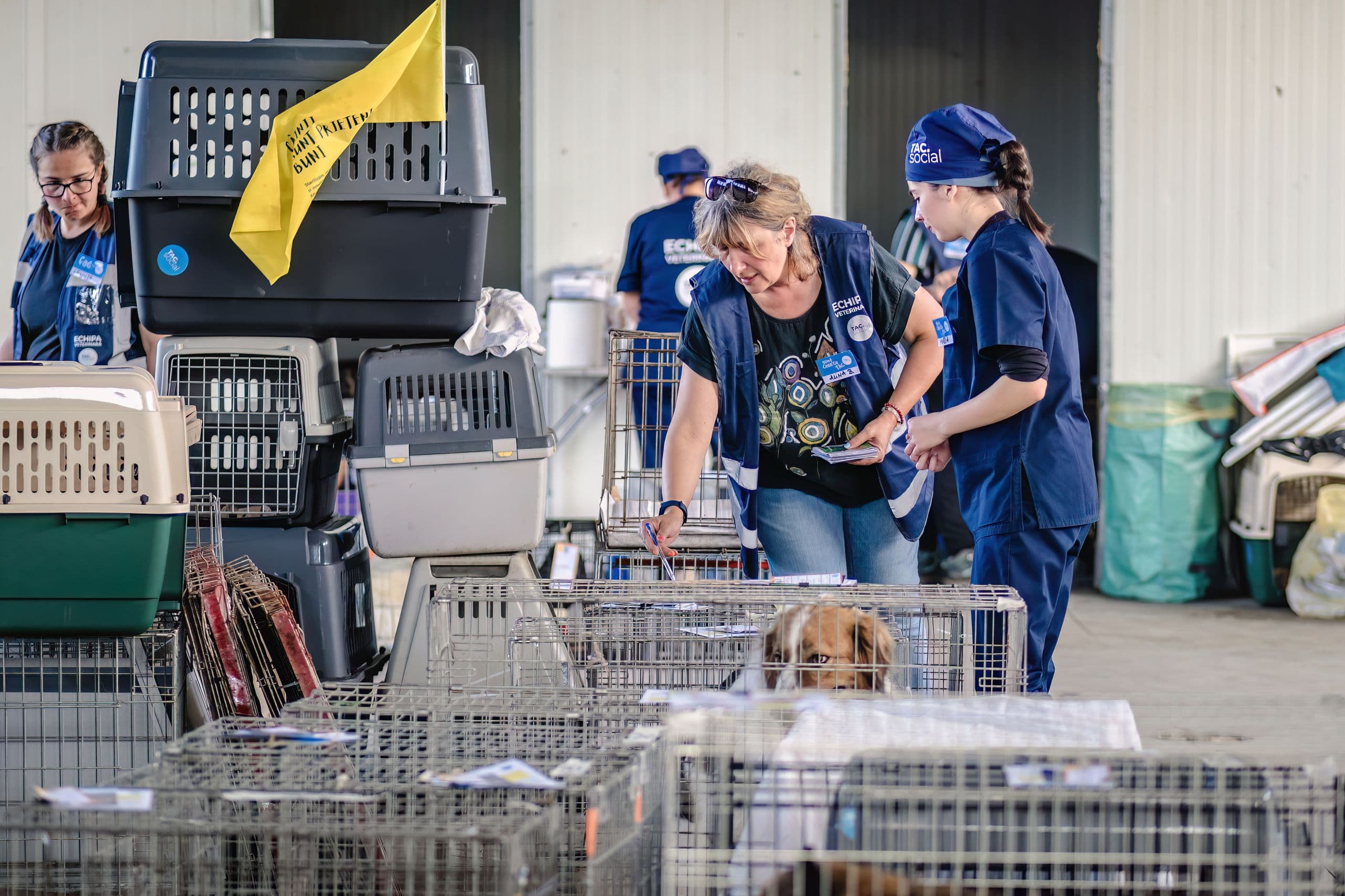 Veterinari voluntari într-o campanie de sterilizare în masă a animalelor care trăiesc în ghetoul Pata Rât. Foto: Loránd Vakarcs