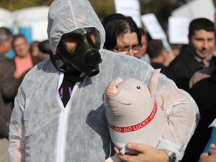 Zeci de companii și mii de gospodării au încasat despăgubiri în urma epidemiei de pestă porcină FOTO Inquam Photos / George Călin