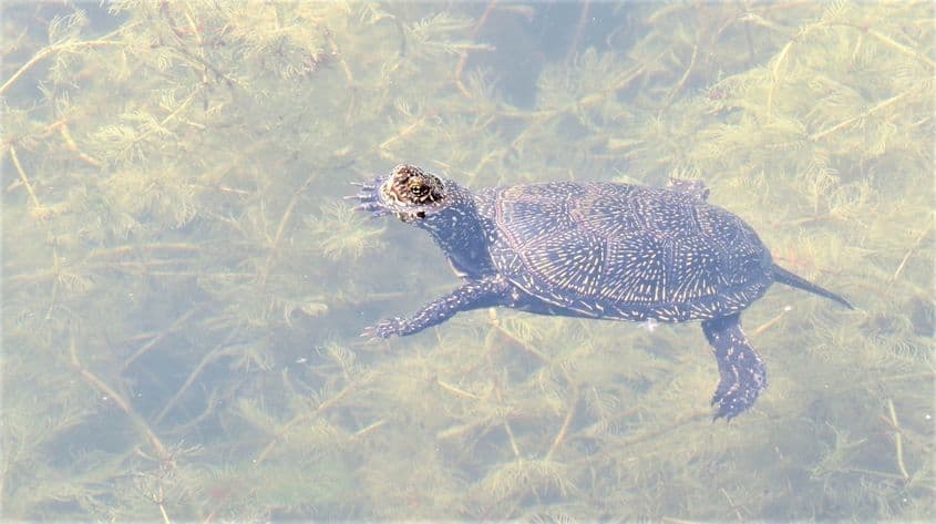 Emys orbicularis. Foto: Vlad Cioflec