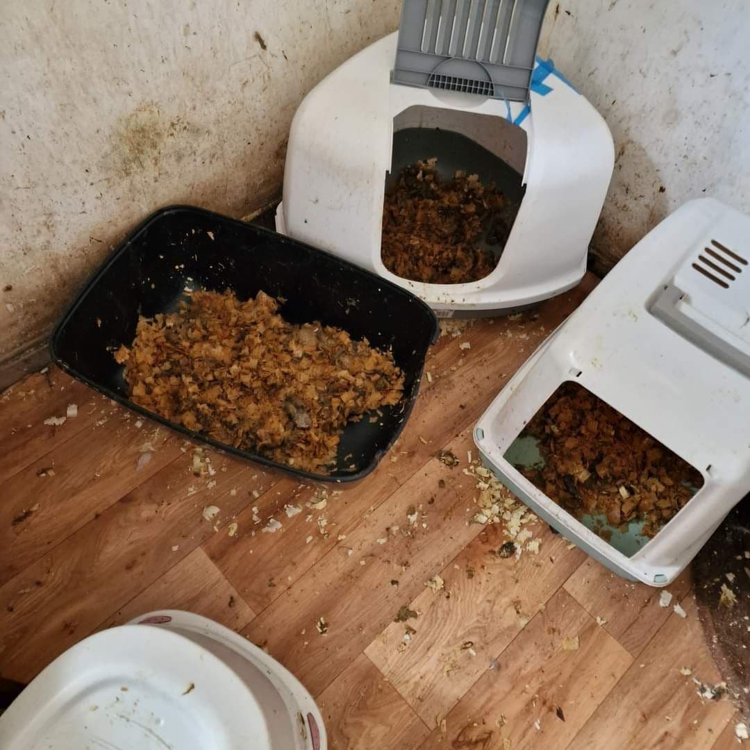 Fotografii realizate în iulie 2023 de Mihaela, în adăpostul „Căsuța Pisicească”