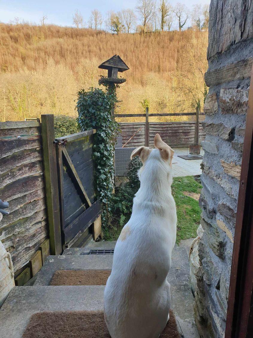 Câinele din parcarea din Sighișoara, la ferma din Cornwall, Marea Britanie, unde a început o nouă viață.