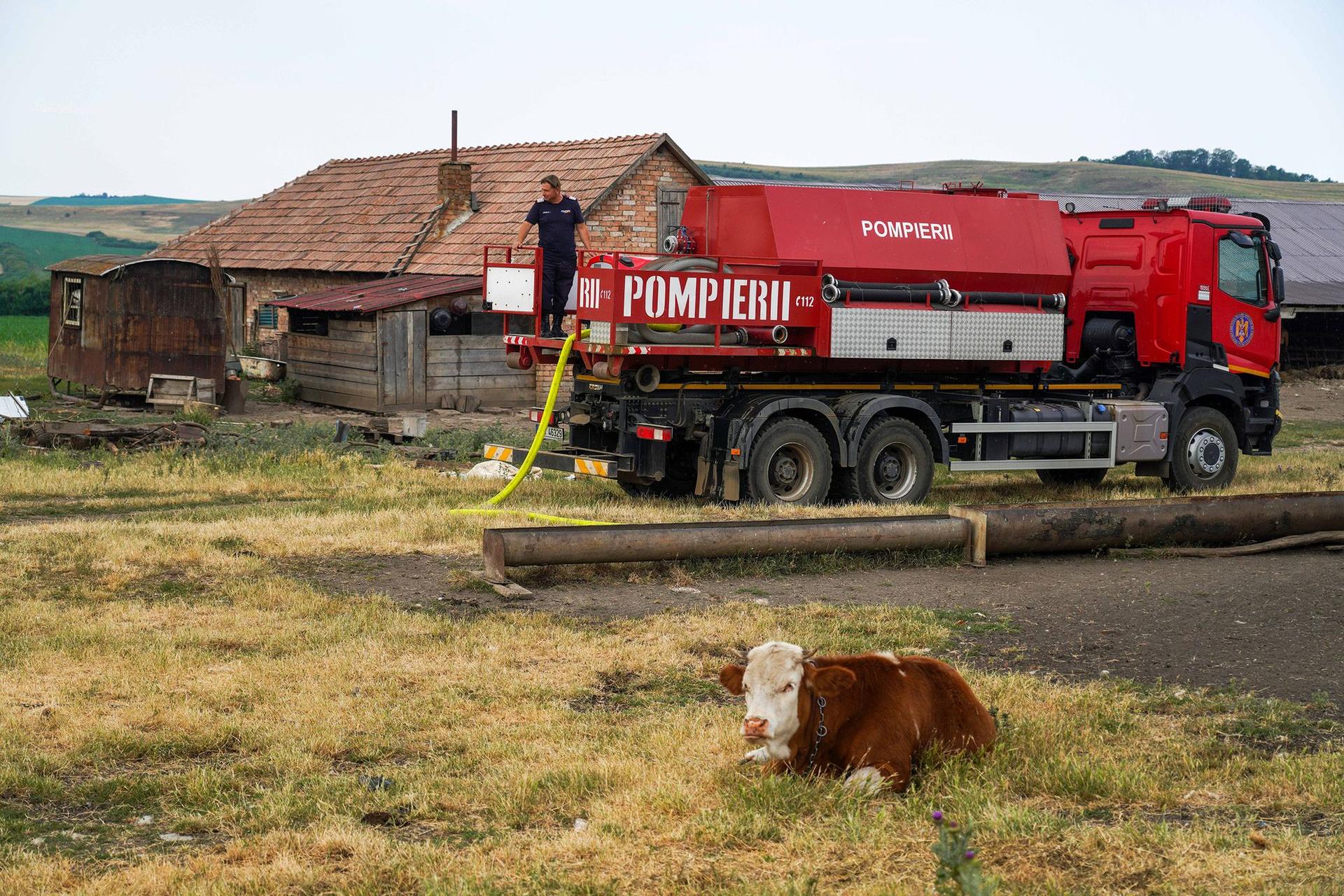 Fără ajutor, animalele rămân în voia sorții. Foto: Raul Ștef