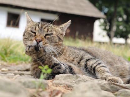 Ce se întreabă pisicile când un fotograf le taie calea?