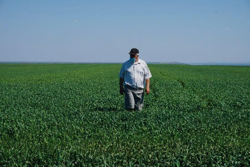 Agricultorii își verifică cu amărăciune recoltele care ar fi trebuit să crească de două ori mai mult până acum. Foto: Maria Tufan
