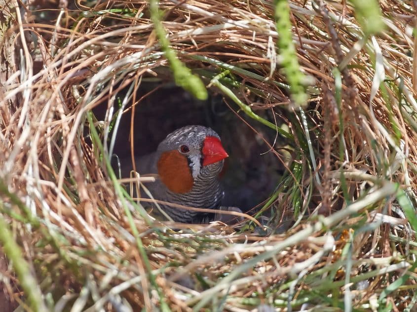 Cuib de cinteză australiană. Foto: Dreamstime/Dennis Jacobsen