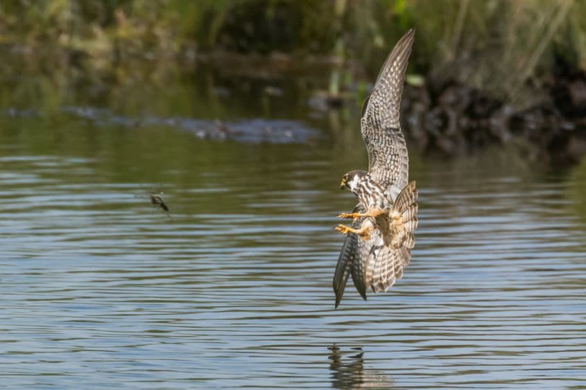 Foto: Dreamstime/Paul Farnfield