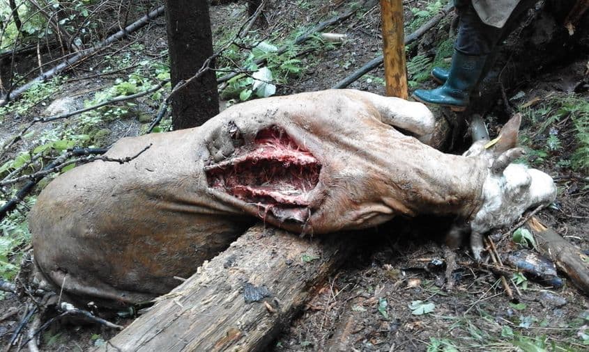 O vită atacată de urs. Imagine făcută publică de Consiliul Județean Harghita.