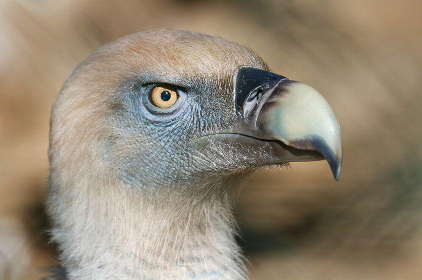 Un vultur sur adult are ciocul gri, nu negru. Foto: Dreamstime / Carlos Soler Martinez