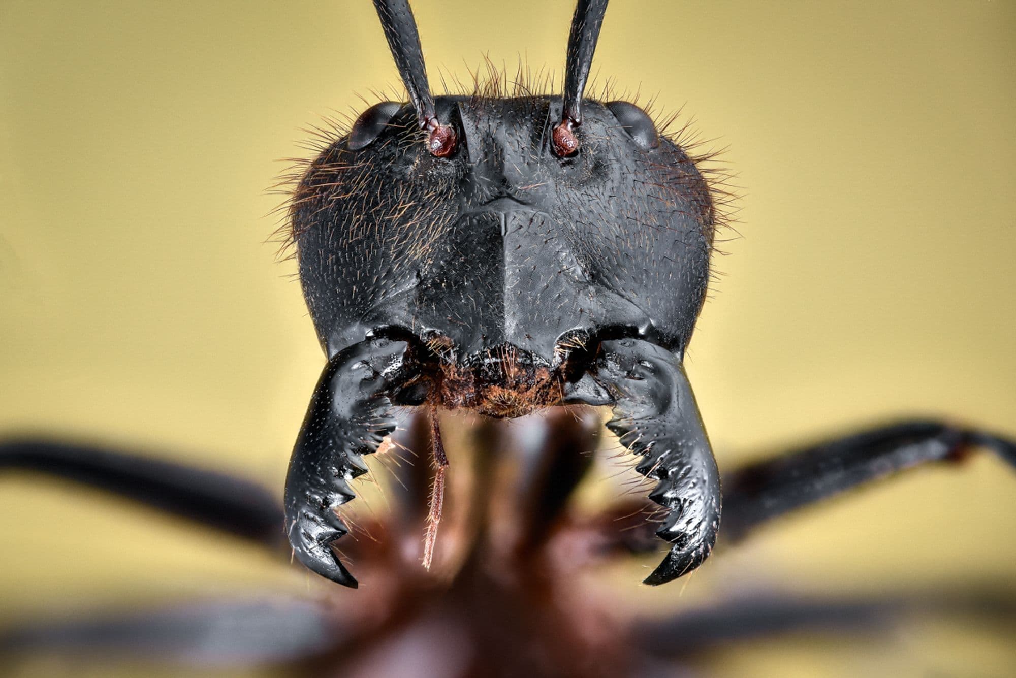 Foto: Eduard Florin Niga