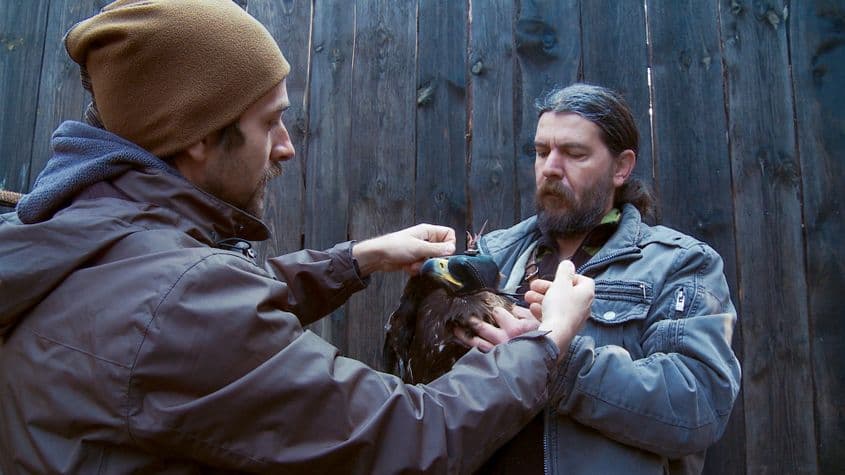 Printre păsările tratate și eliberate de medicul Borka-Vitalis Levente se numără șoimi, acvile, bufnițe. De curând, a primit și o lebădă în Centru. Dar cel mai mult îl pasionează urșii. Foto: Grupul Milvus