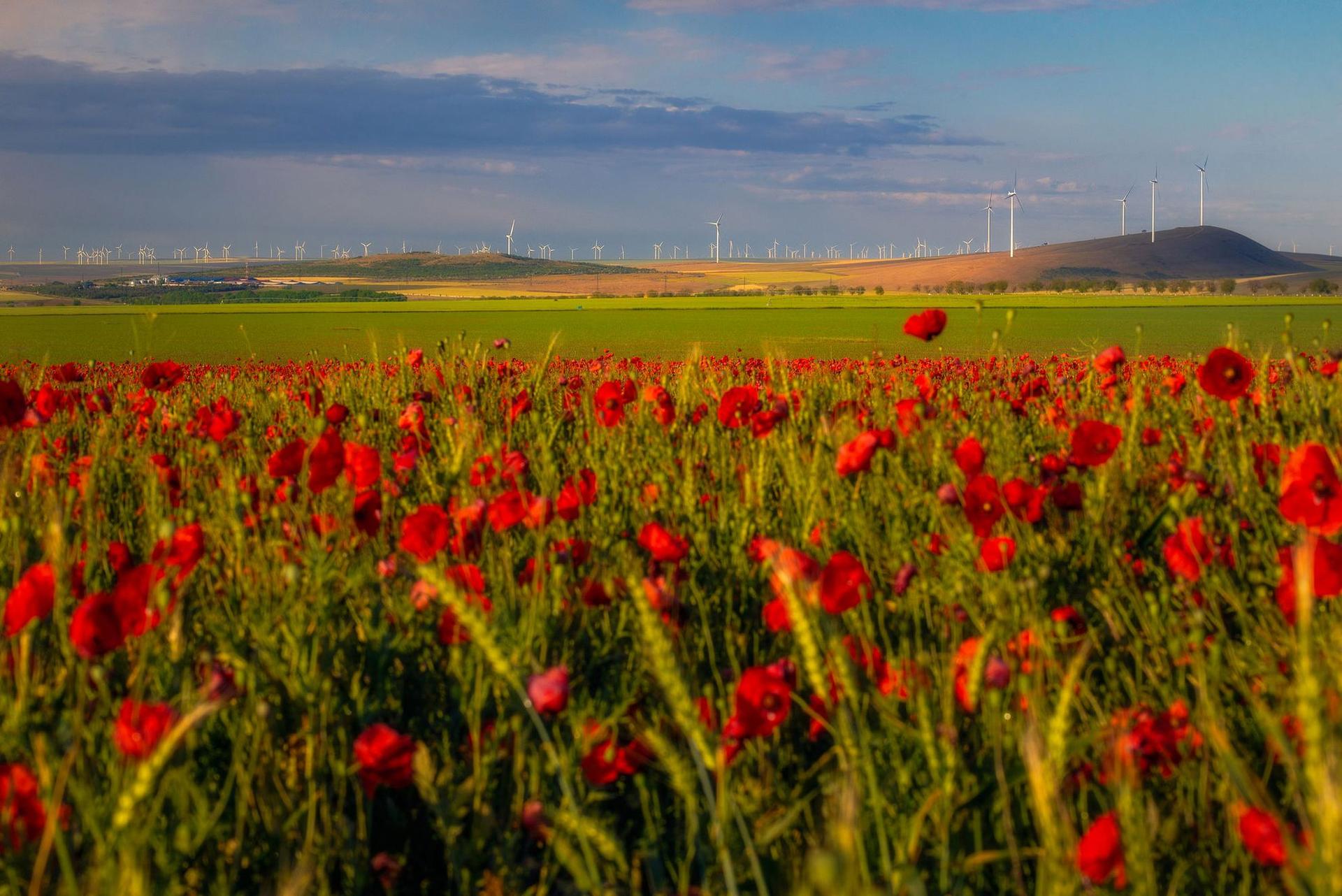 Energia eoliană e cea mai curată, dar variabilitatea ei necesită soluții alternative, fie de stocare, fie de generare de energie când nu bate vântul. Foto: Ionut Petrea | Dreamstime.com