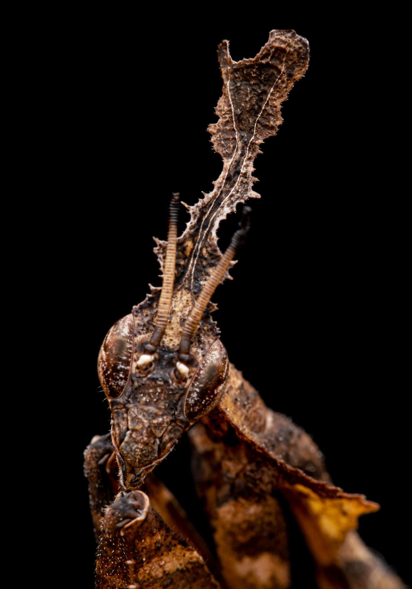 Foto: Eduard Florin Niga