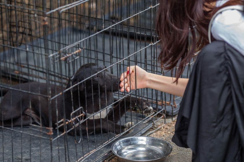 Eveniment în cadrul campaniei de promovare a adopției câinilor cazați în adăposturile ASPA, organizat de Primaria Municipiului București, împreună cu Autoritatea pentru Supravegherea si Protecția Animalelor (ASPA), Proedus si Circul Metropolitan, în Parcul Izvor din București, duminică, 22 august 2021. Inquam Photos / Ilona Andrei