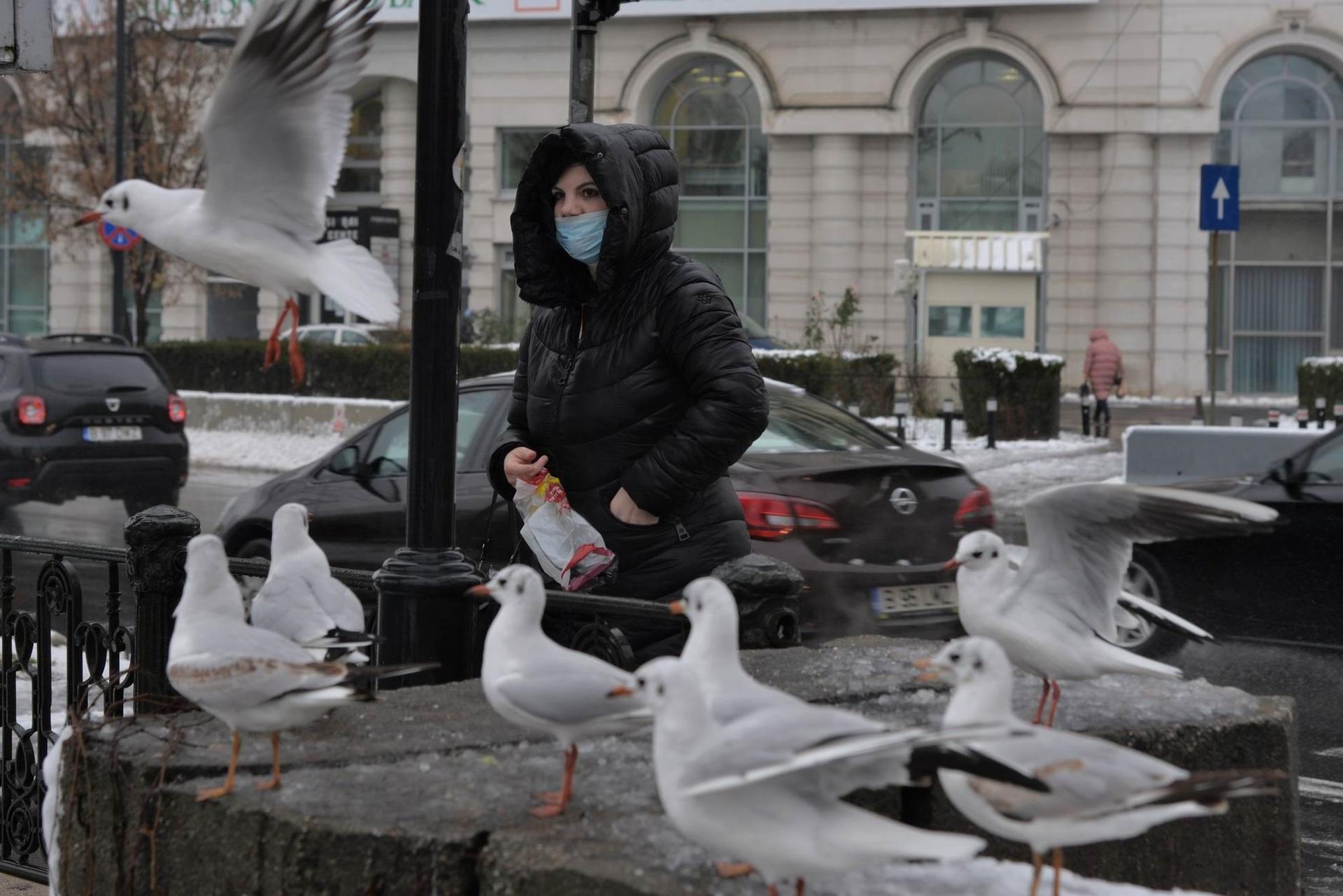 Pescăruți flămânzi vin să ciugulească pâinea dată de o trecătoare, pe malul Dâmboviței în Piața Unirii. Foto Lucian Muntean