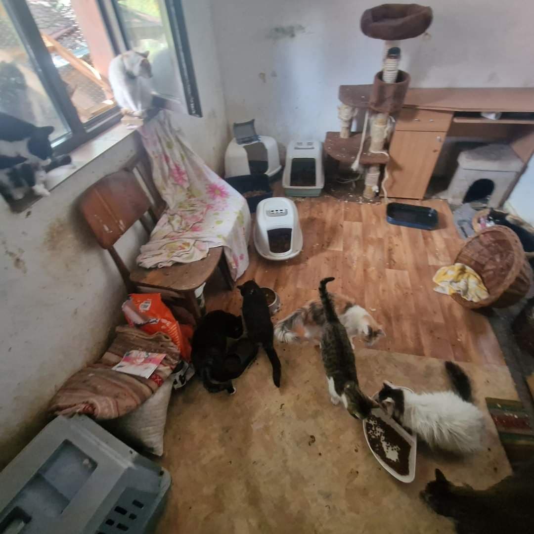 Fotografii realizate în iulie 2023 de Mihaela, în adăpostul „Căsuța Pisicească”