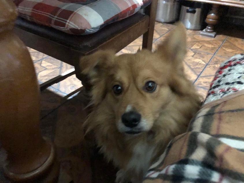 Lepăduță în bucătăria casei lui Costinel Mirea. Foto: Pressone